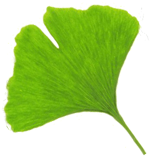 list ginkga